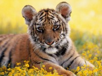 tiger_cub-1258.jpg